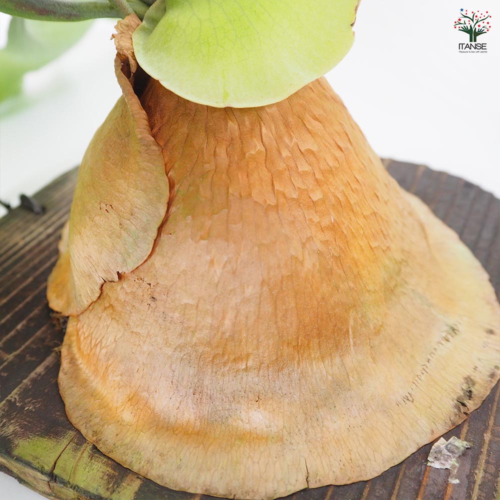 コウモリラン ムース板付き  【観葉植物 ／1個売り】