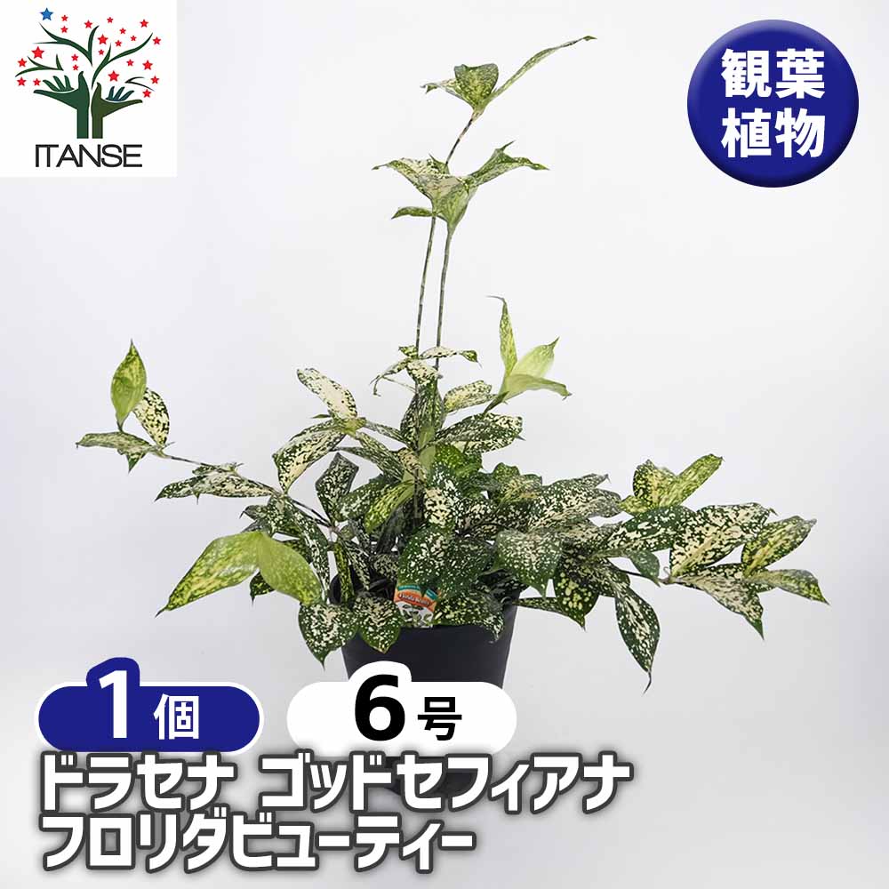 ドラセナ ゴッドセフィアナ フロリダビューティー(スルクロサ) 【観葉植物 6号/1個売り】