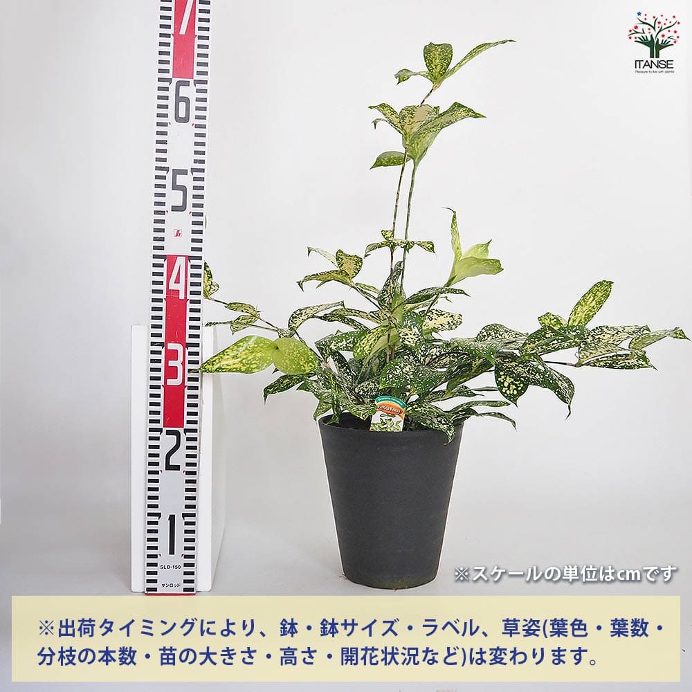 ドラセナ ゴッドセフィアナ フロリダビューティー(スルクロサ) 【観葉植物 6号/1個売り】