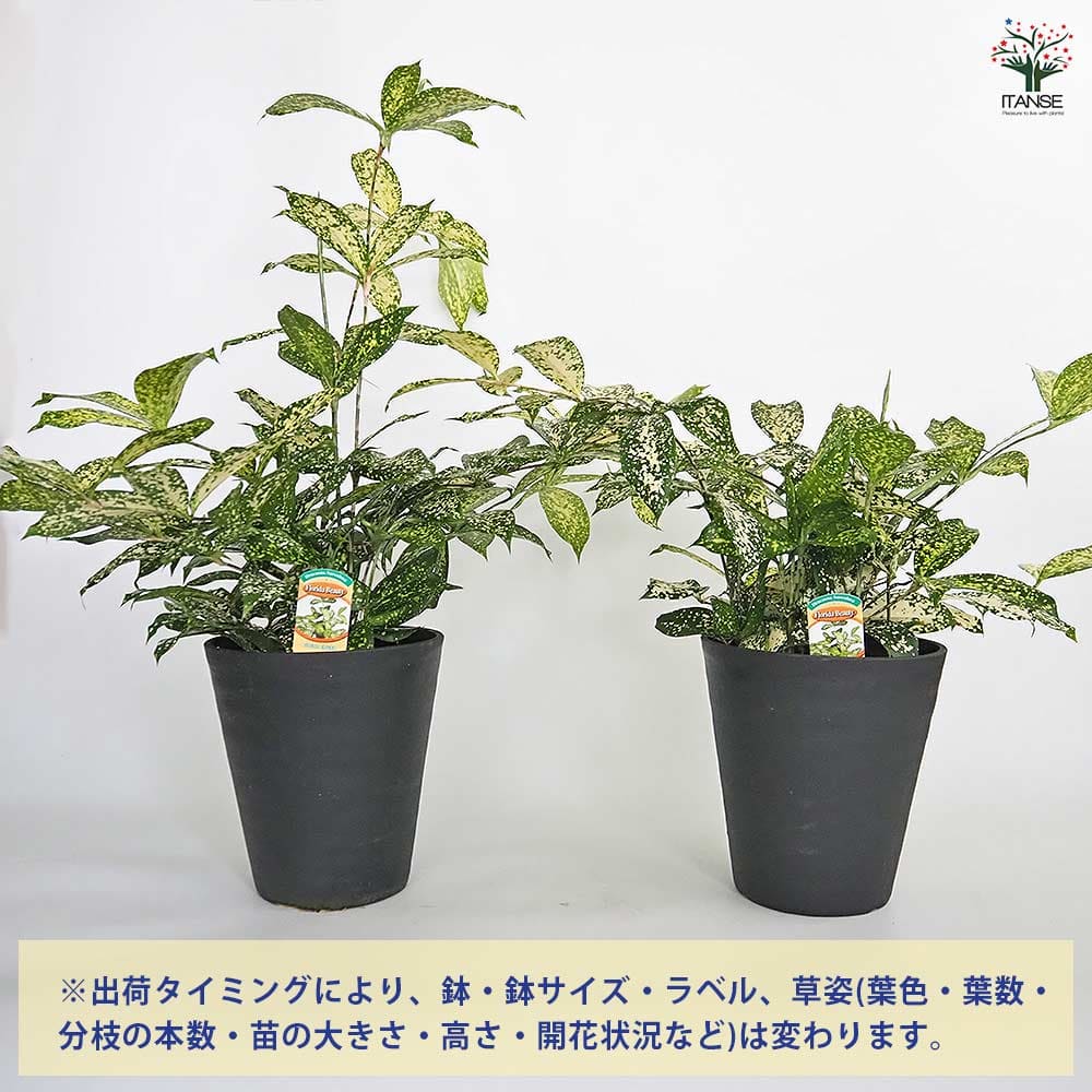 ドラセナ ゴッドセフィアナ フロリダビューティー(スルクロサ) 【観葉植物 6号/1個売り】