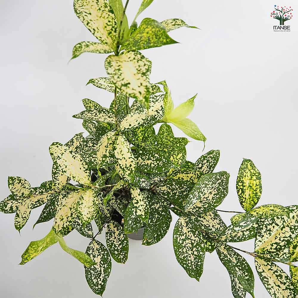 ドラセナ ゴッドセフィアナ フロリダビューティー(スルクロサ) 【観葉植物 6号/1個売り】