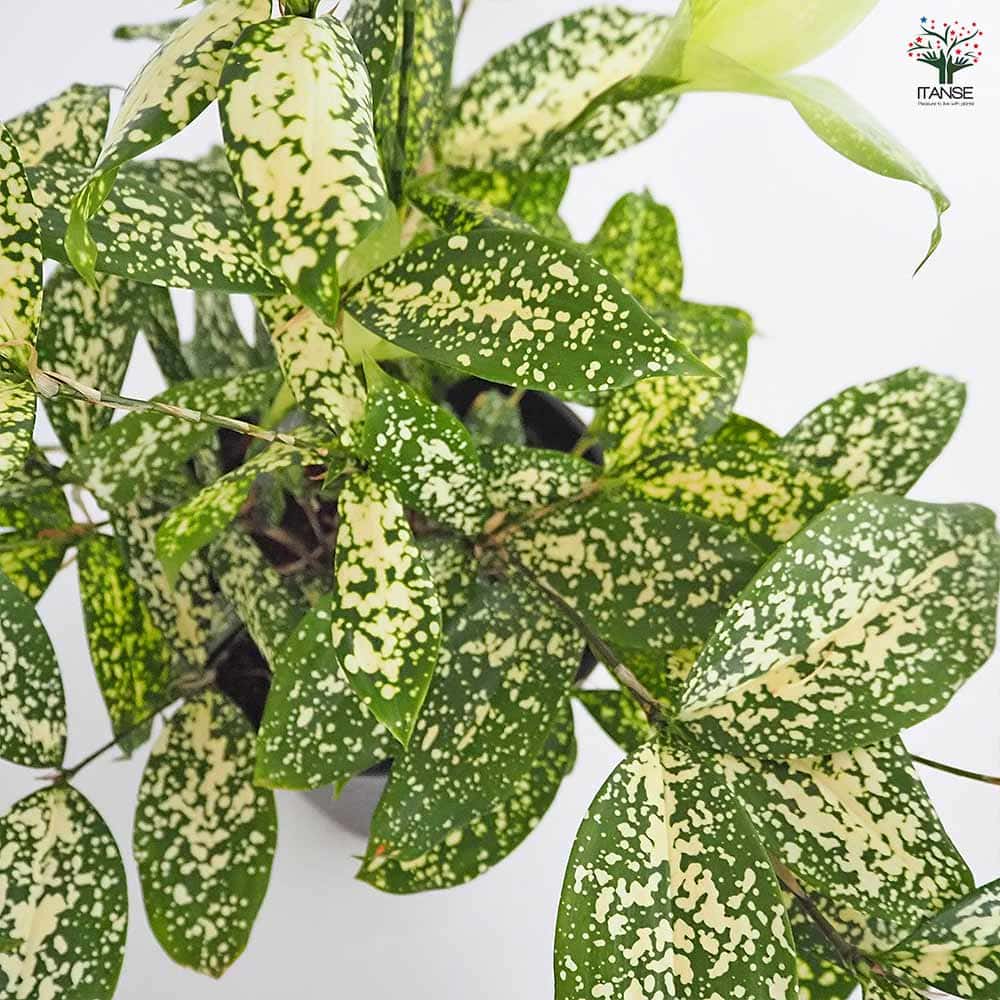 ドラセナ ゴッドセフィアナ フロリダビューティー(スルクロサ) 【観葉植物 6号/1個売り】