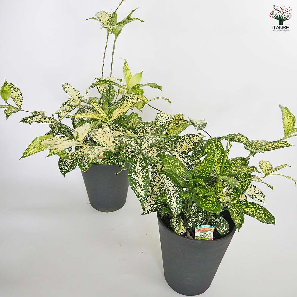 ドラセナ ゴッドセフィアナ フロリダビューティー(スルクロサ) 【観葉植物 6号/1個売り】