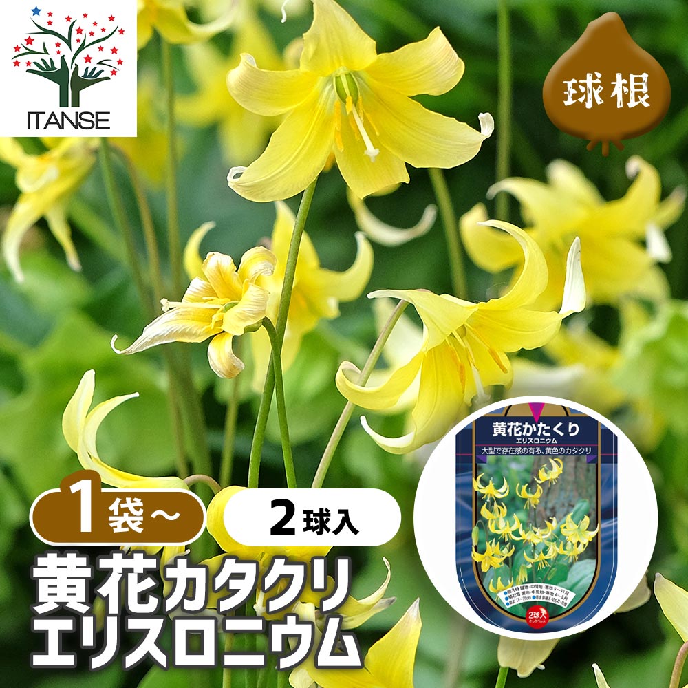 カタクリ 黄花カタクリ