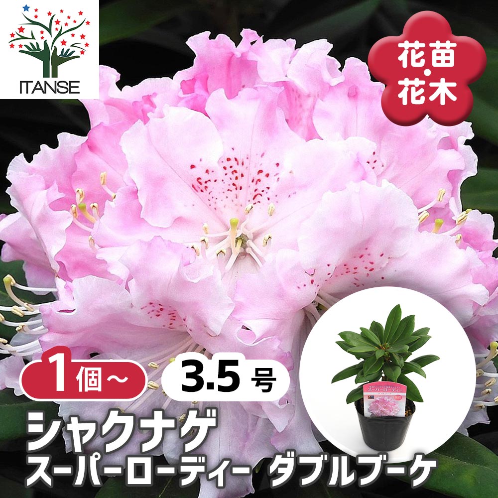 シャクナゲ スーパーローディーダブルブーケ 【花木苗 3.5号