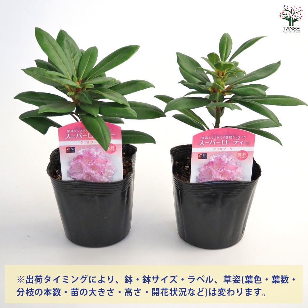 シャクナゲ スーパーローディーダブルブーケ 【花木苗 3.5号