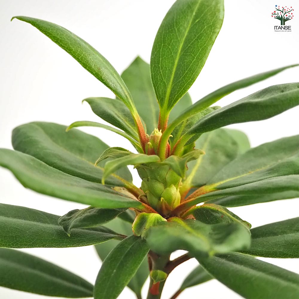 シャクナゲ スーパーローディーダブルブーケ 【花木苗 3.5号