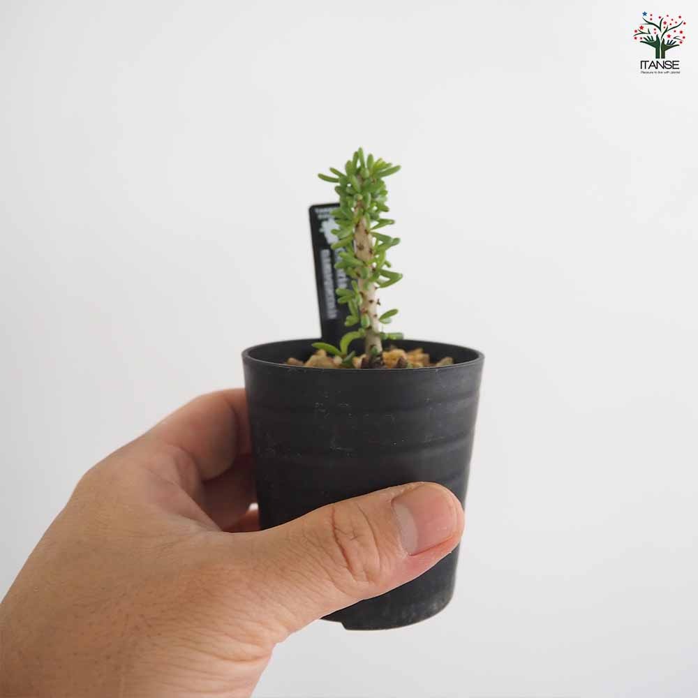 ケラリア ナマクエンシス 【多肉植物 2.5号／1個売り】｜ 【植物の