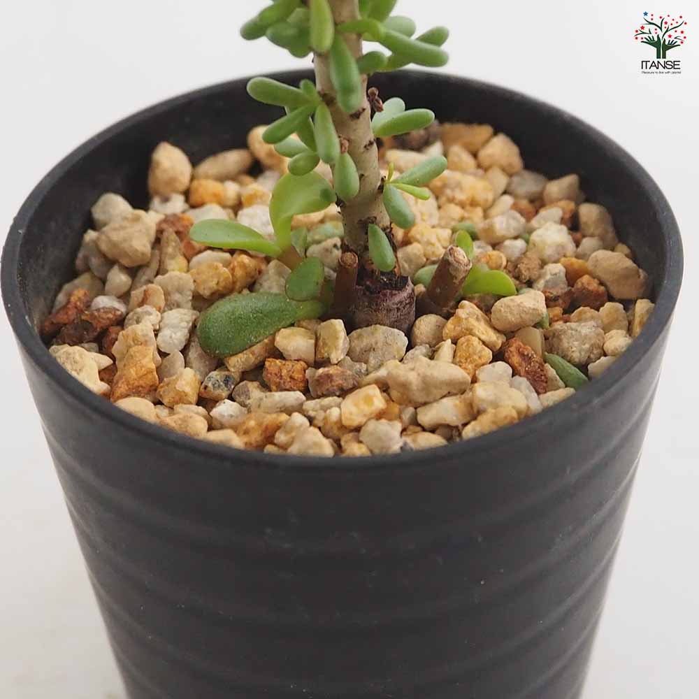 ケラリア ナマクエンシス 【多肉植物 2.5号／1個売り】｜ 【植物の