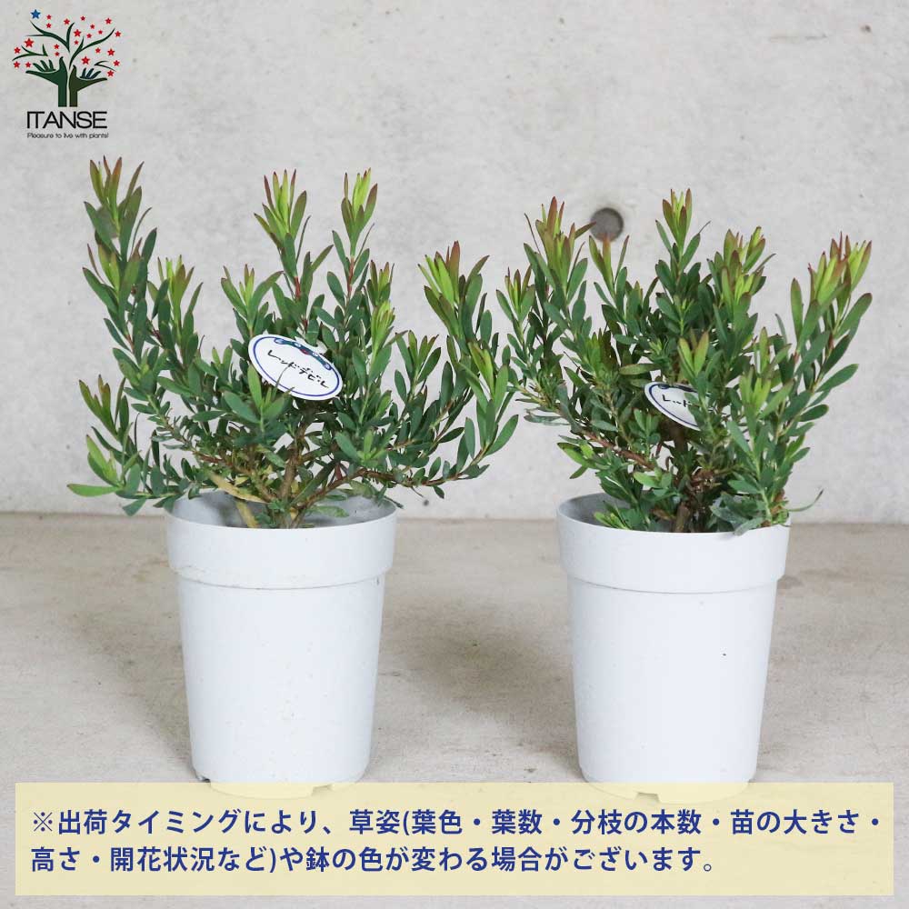 リューカデンドロン レッドデビル ファイバー鉢 お皿付き ザ・ファーム