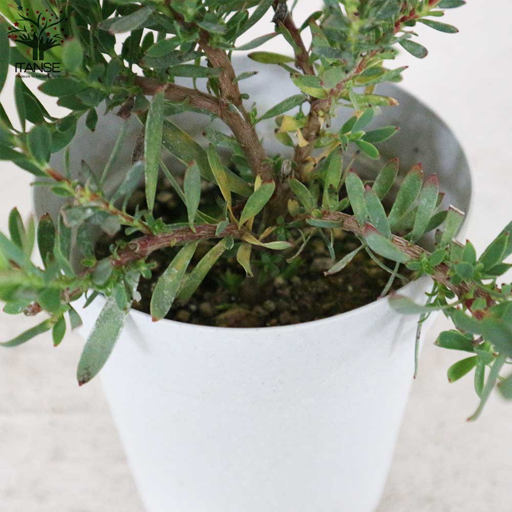 リューカデンドロン・レッドデビル【庭木 4号鉢／1個売り