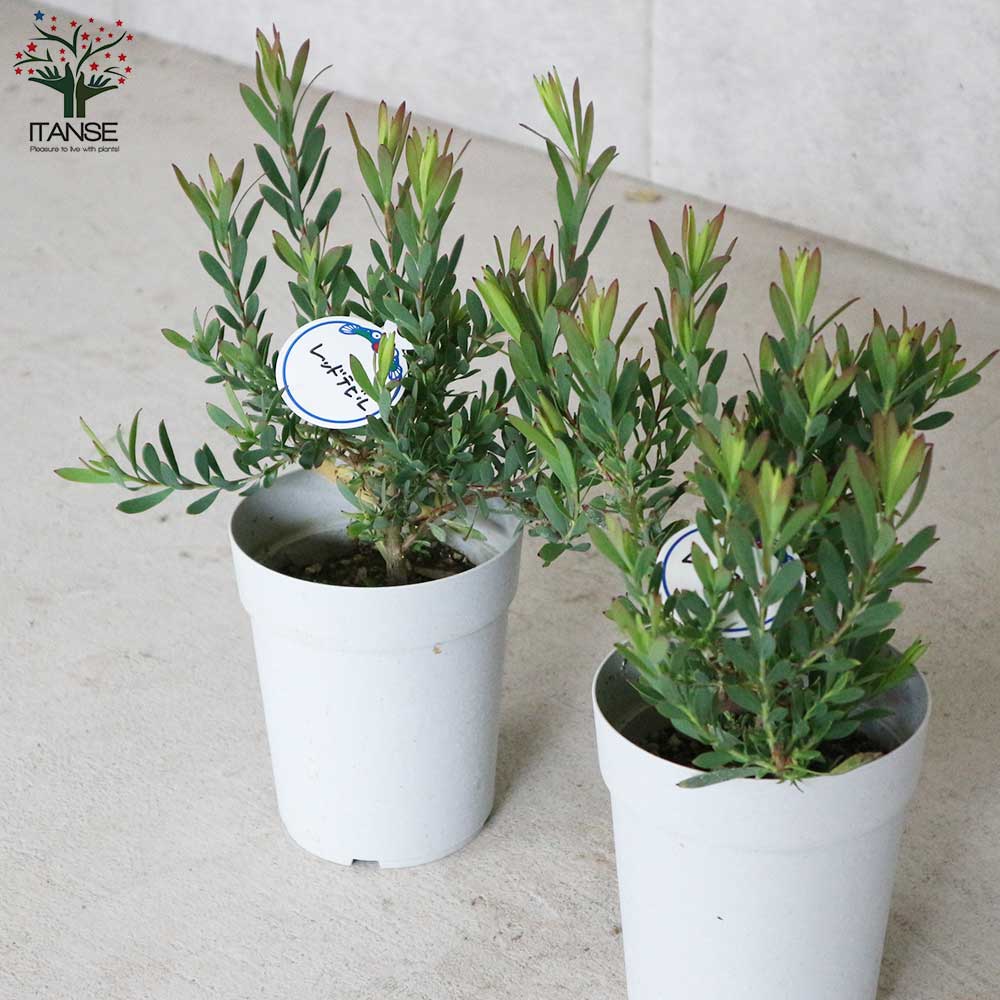 リューカデンドロン・レッドデビル【庭木 4号鉢／1個売り】｜ 【植物の