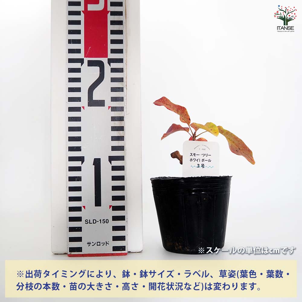 スモークツリー ホワイトボール 【花木苗 3号】｜ 【植物の