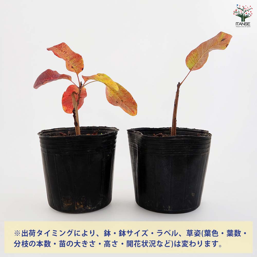 スモークツリー ホワイトボール 【花木苗 3号】｜ 【植物の