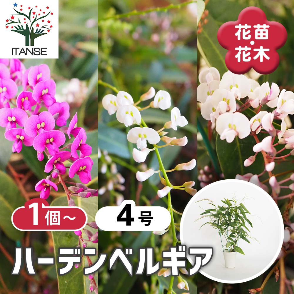 ハーデンベルギア【花木苗 4号】｜ 【植物のITANSE】全品送料