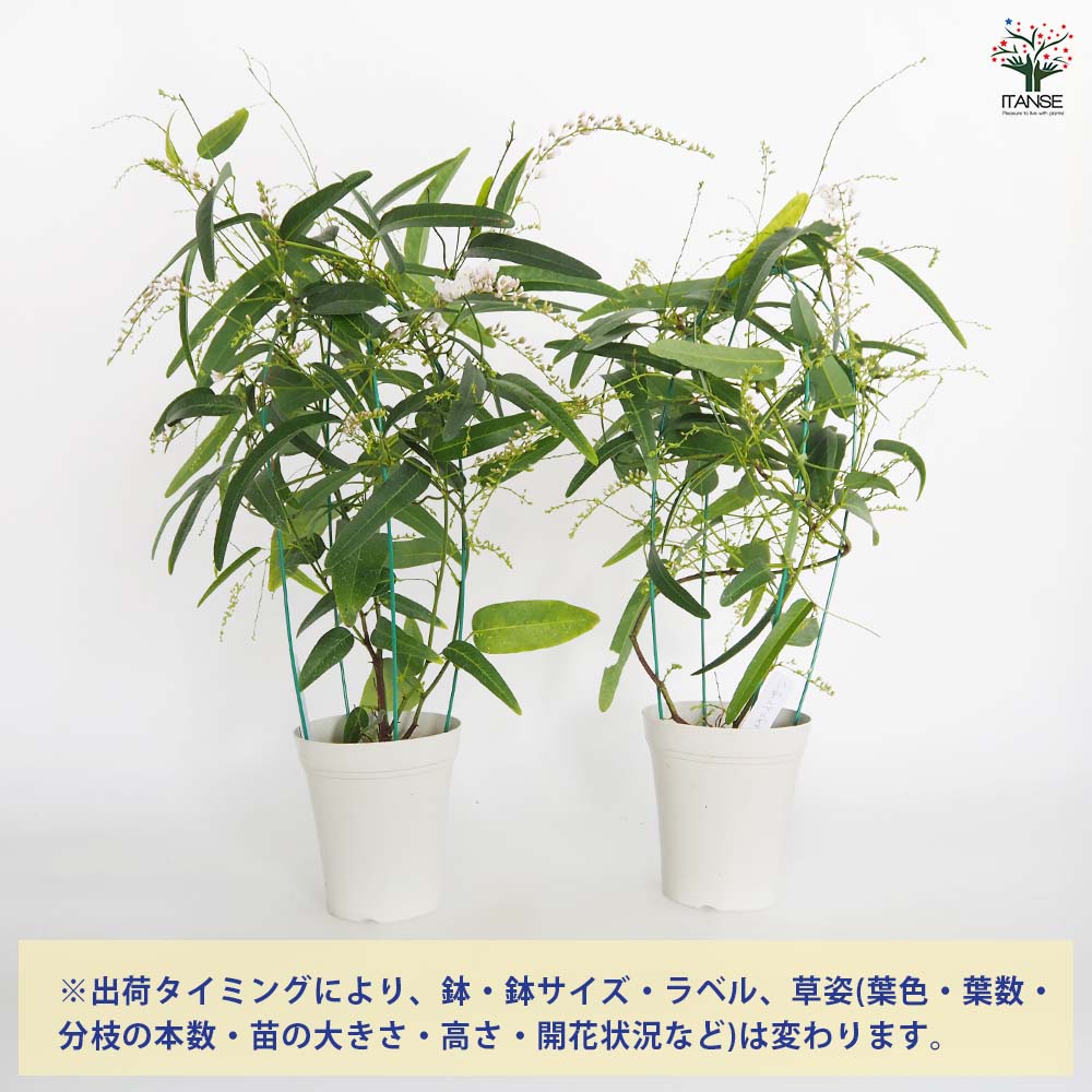 ハーデンベルギア【花木苗 4号】｜ 【植物のITANSE】全品送料