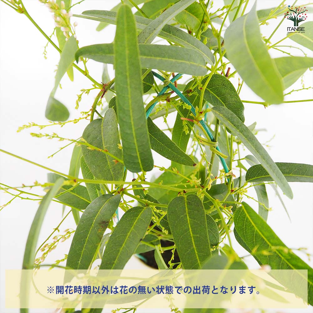 ハーデンベルギア【花木苗 4号】｜ 【植物のITANSE】全品送料