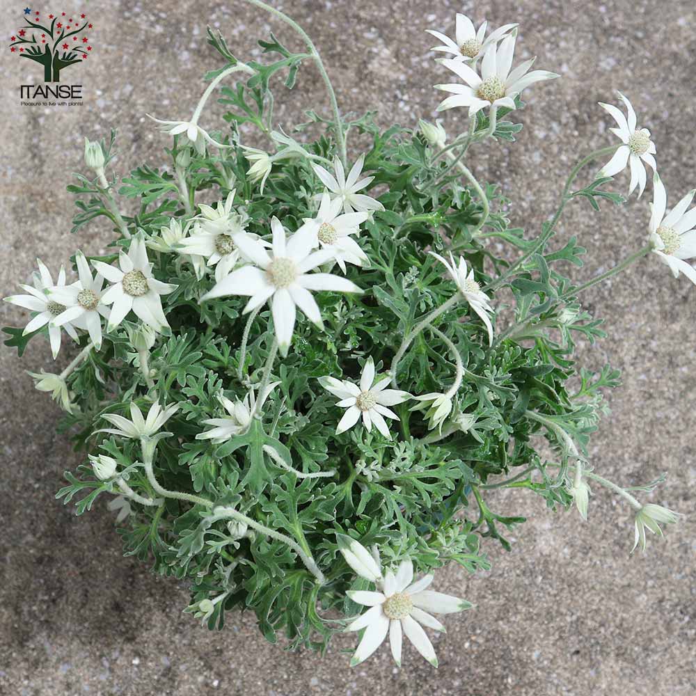 Itanse良品ｾﾚｸﾄ通販