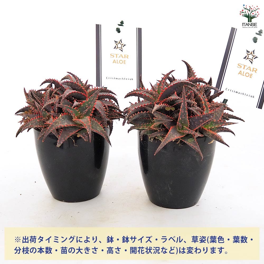 スターアロエ クリスマススレイ(cristmassleigh) 【多肉植物 3.5号／1