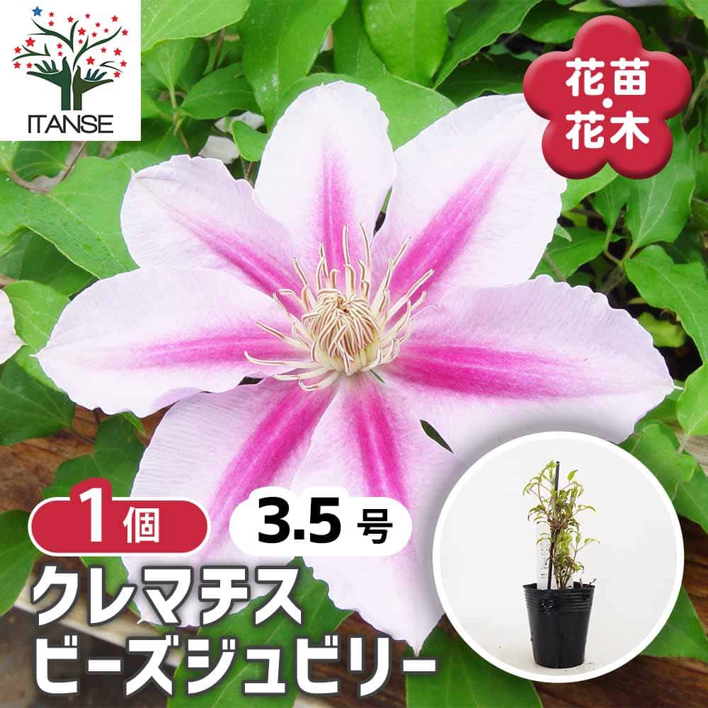 クレマチス ビーズジュビリー 【花苗 3.5号／1個売り】｜ 【植物の