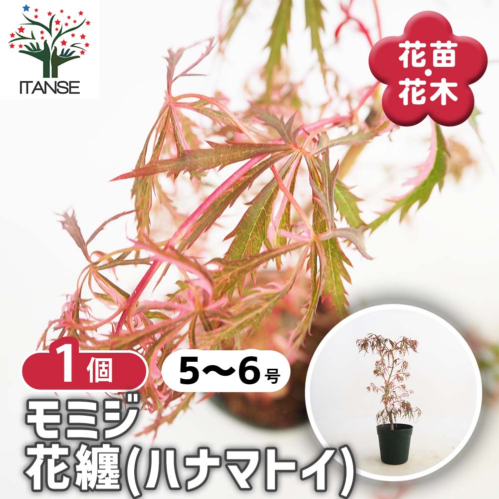 モミジ(カエデ)の苗木 花纏(ハナマトイ) 【庭木 5号／1個売り
