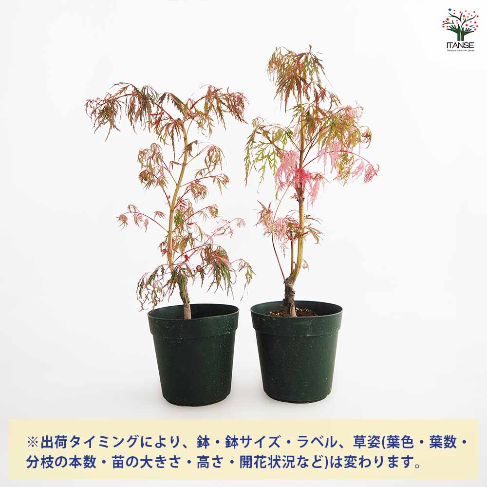 モミジ(カエデ)の苗木 花纏(ハナマトイ) 【庭木 5号／1個売り