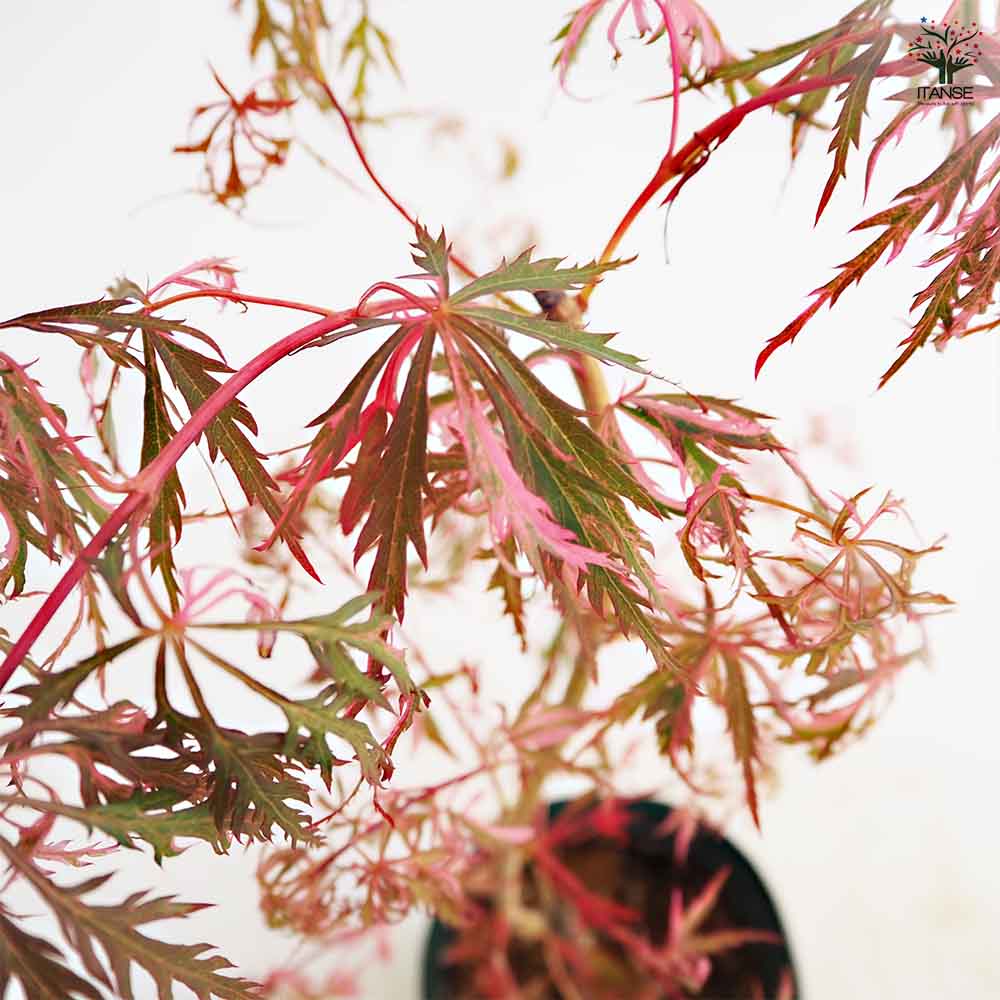 モミジ(カエデ)の苗木 花纏(ハナマトイ) 【庭木 5号／1個売り