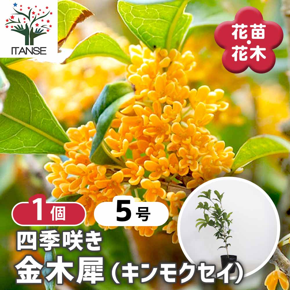 キンモクセイ 四季咲金木犀 【花木苗 5号／1個売り】｜ 【植物の
