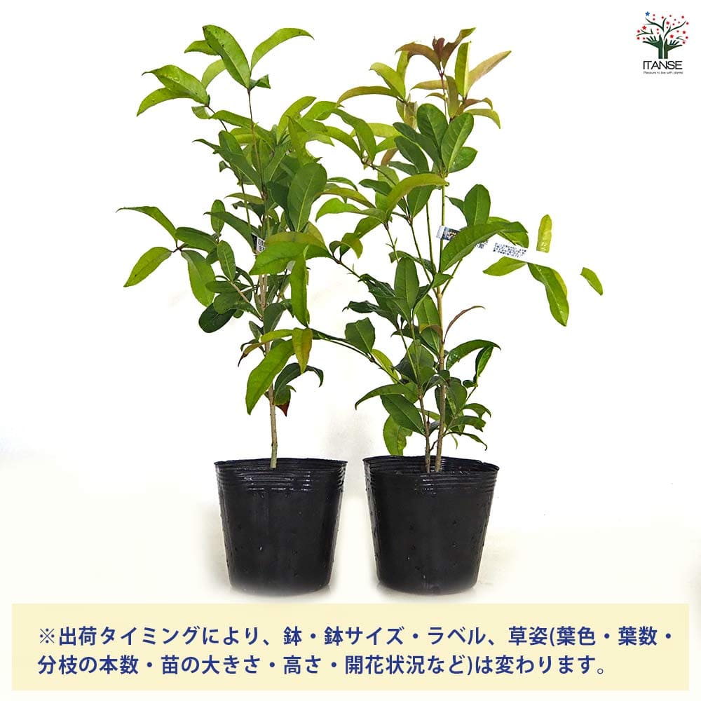 キンモクセイ 四季咲金木犀 【花木苗 5号／1個売り】｜ 【植物の