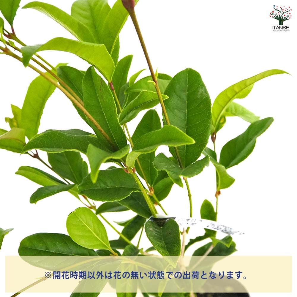 キンモクセイ 四季咲金木犀 【花木苗 5号／1個売り】｜ 【植物の