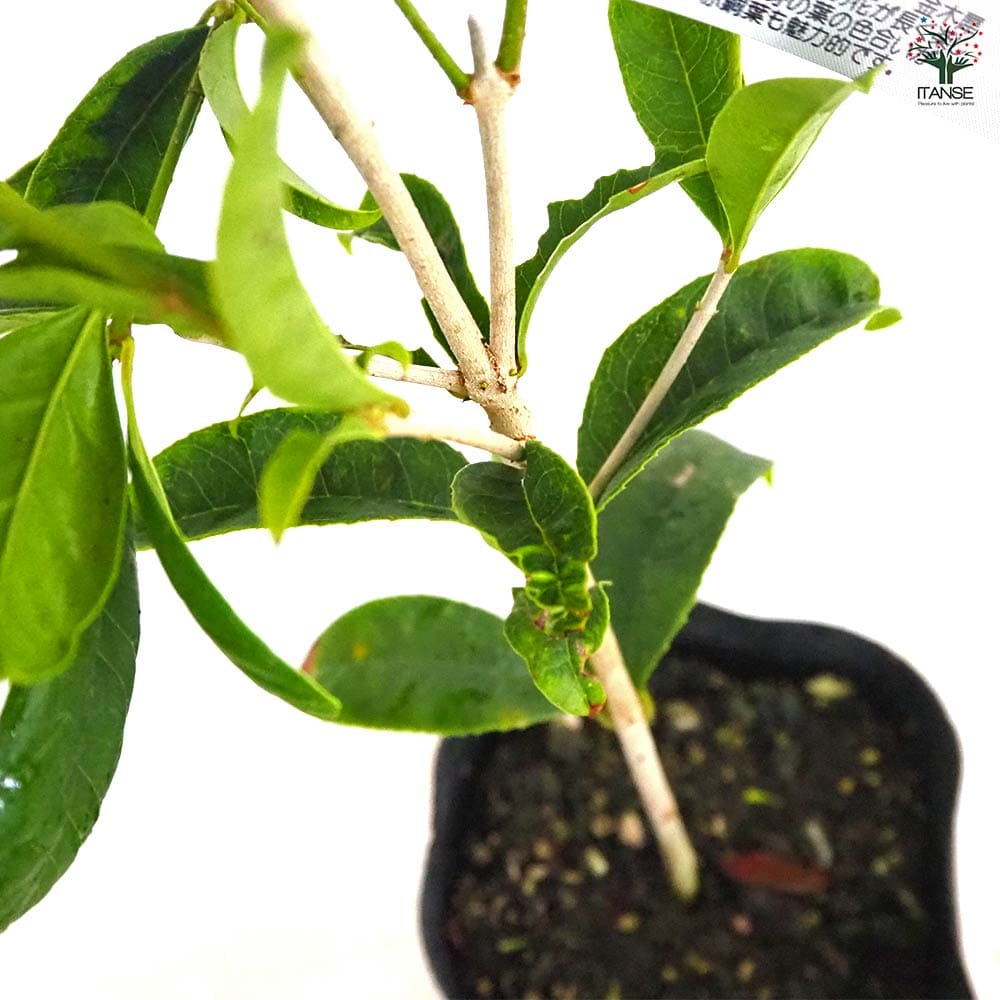 キンモクセイ 四季咲金木犀 【花木苗 5号／1個売り】｜ 【植物の