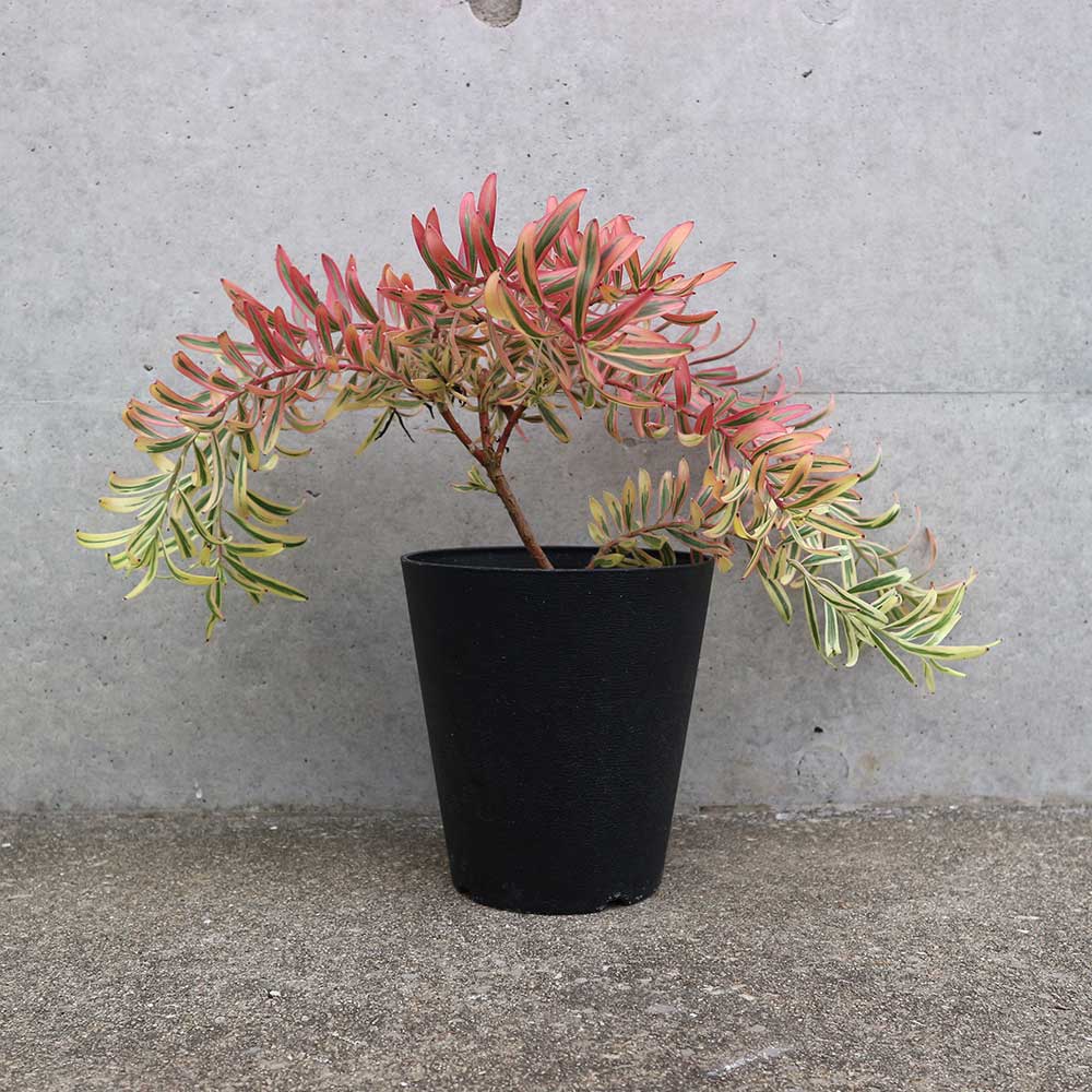 リューカデンドロン・ケイティーズブラッシュ【庭木 5号鉢／1個売り