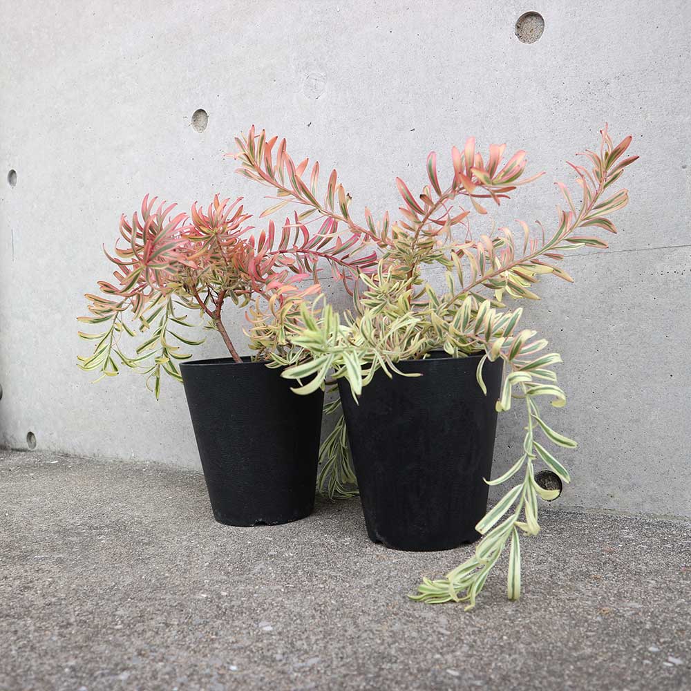 ◎MON◎です♪複数割引！ブルーベリー3 リューカデンドロン5 リンドウ2 リューカデンドロン デュリフ | 5号 - 株式会社陽春園植物場