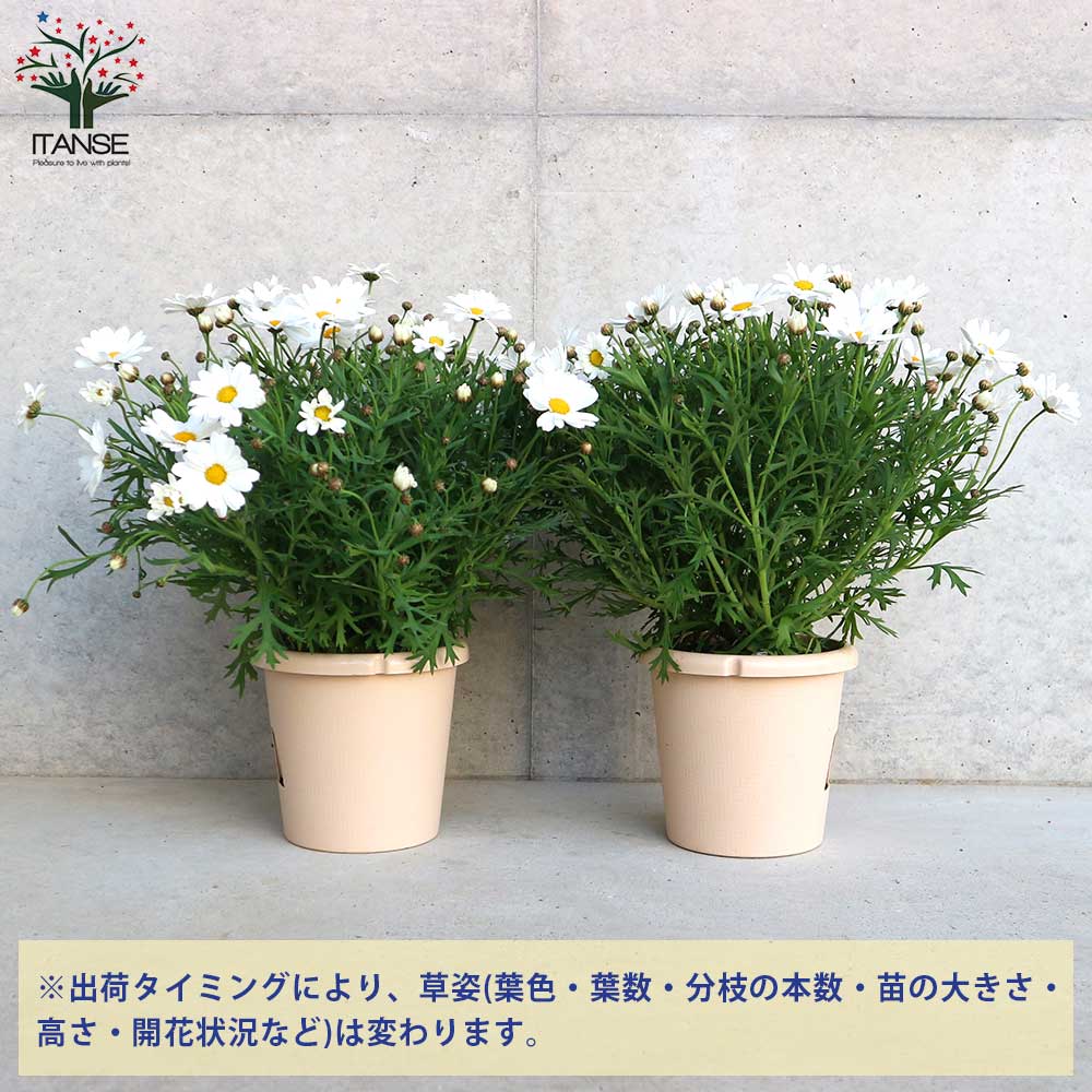 マーガレット・ホワイトチョコレート【花苗 5号鉢／1個売り】｜ 【植物