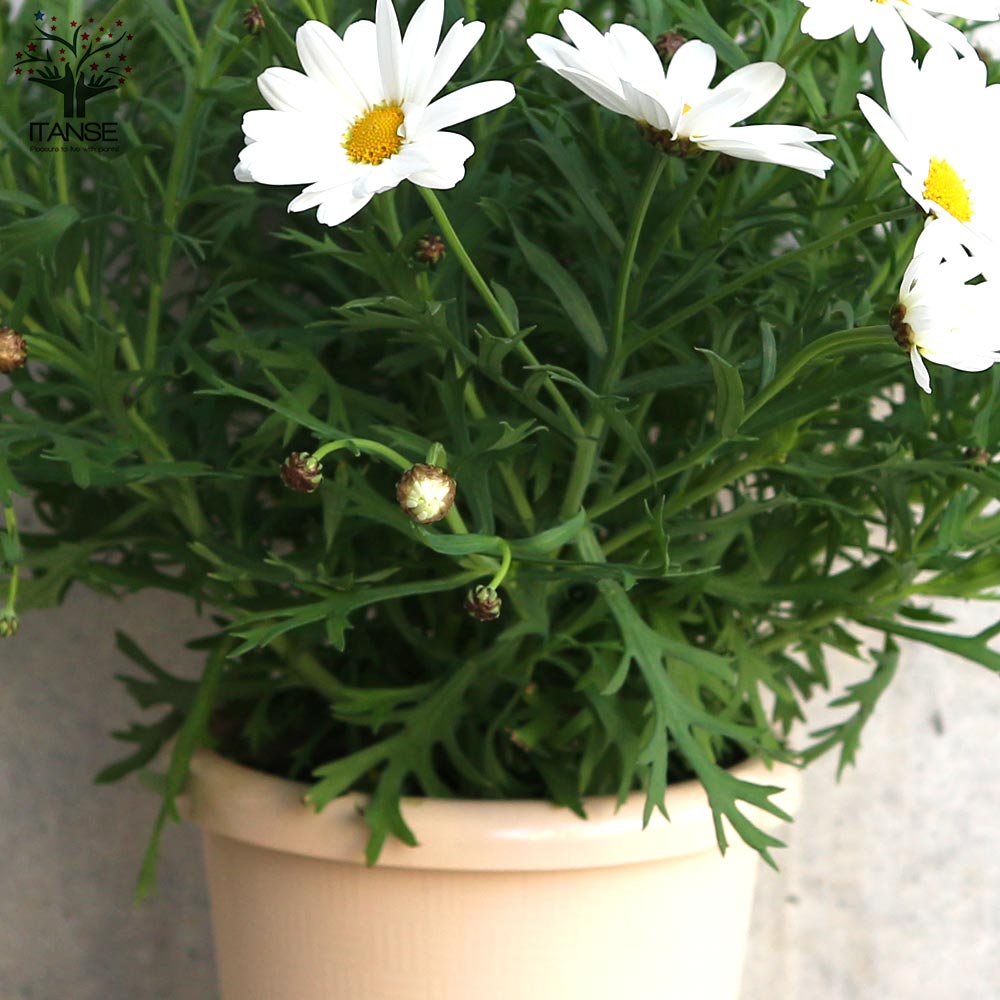 マーガレット・ホワイトチョコレート【花苗 5号鉢／1個売り】｜ 【植物