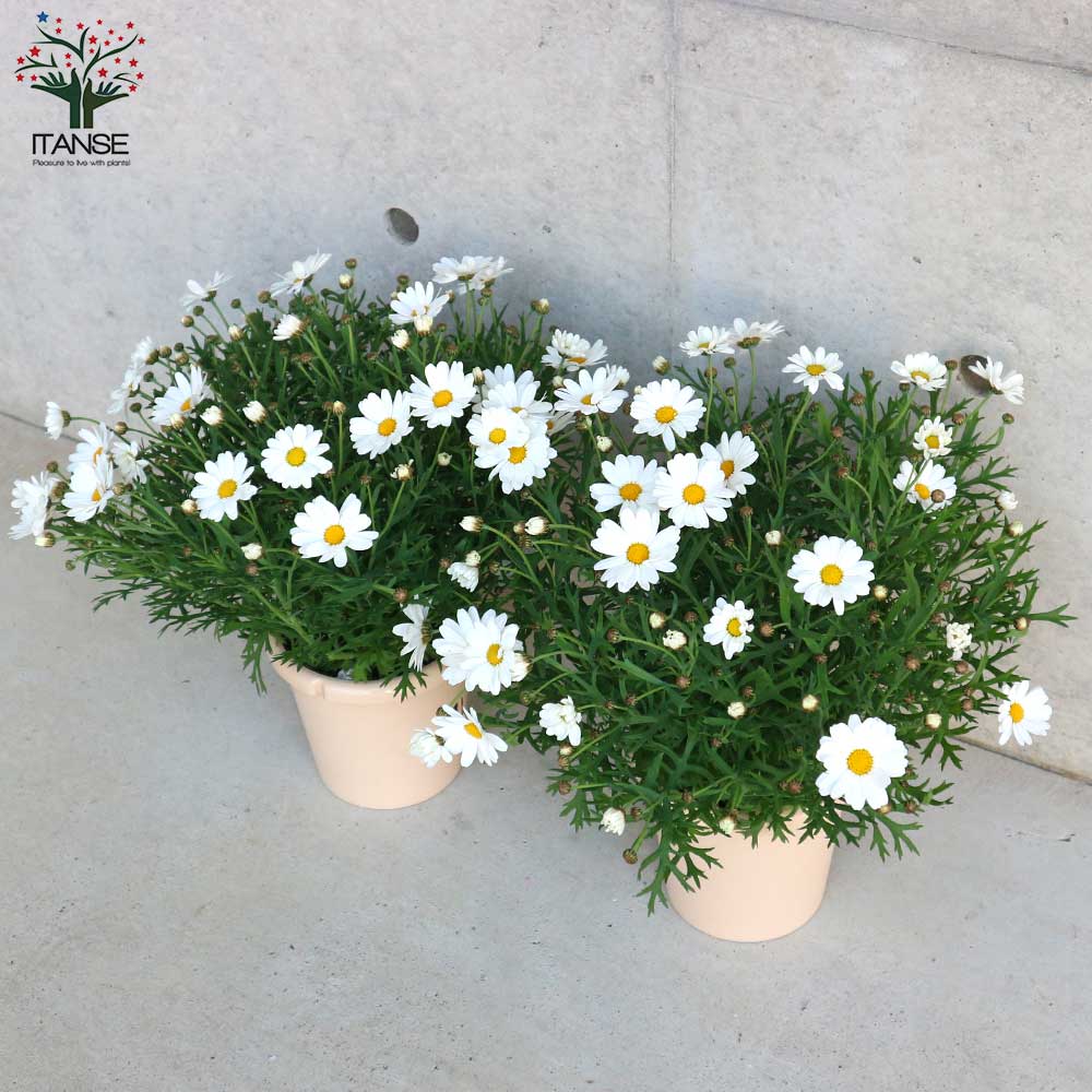 マーガレット・ホワイトチョコレート【花苗 5号鉢／1個売り】｜ 【植物