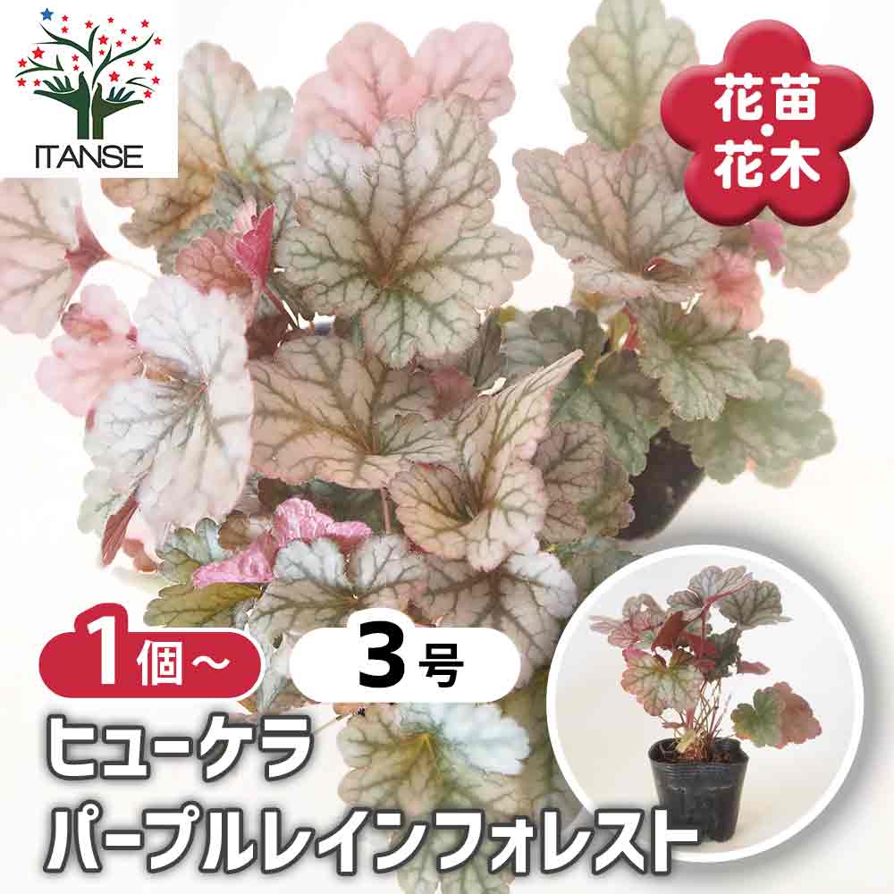ヒューケラ パープルレインフォレスト 【花苗 3号】