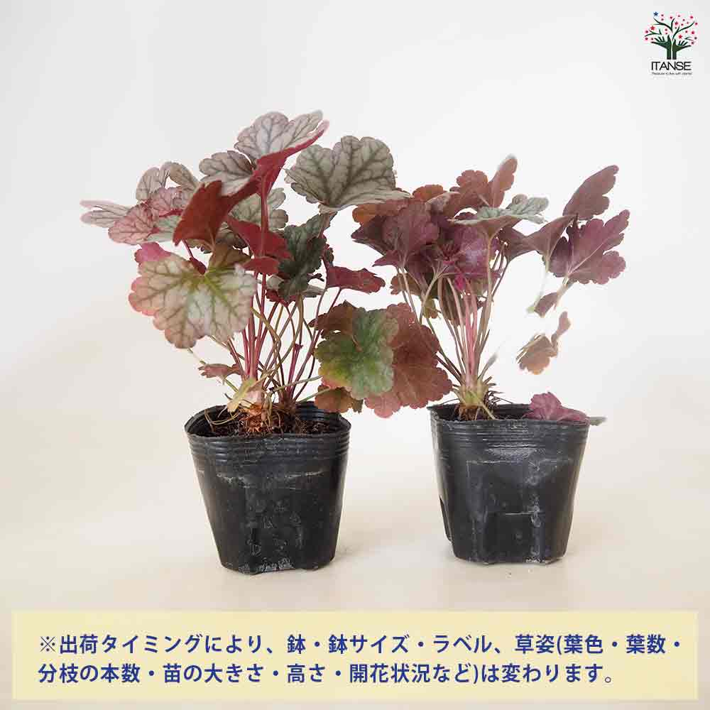 【ネコポス】０９１ヒューケラ 抜き苗 ヒューケラ パープルレインフォレスト 【花苗 3号】｜ 【植物の