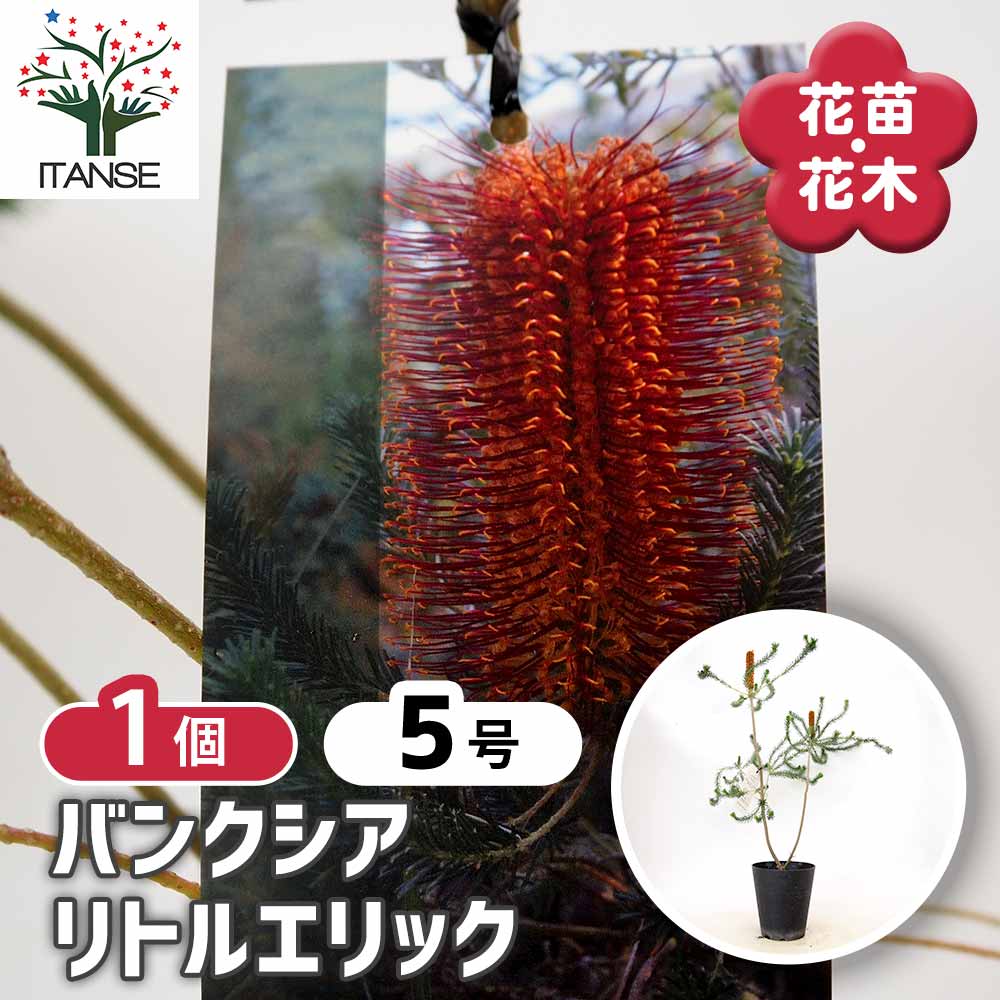 バンクシア リトルエリック 【 花木苗 5号 ／1個売り 】｜ 【植物の