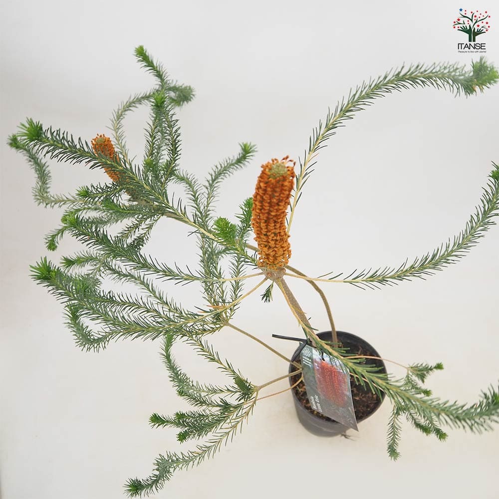 バンクシア リトルエリック 【 花木苗 5号 ／1個売り 】｜ 【植物の