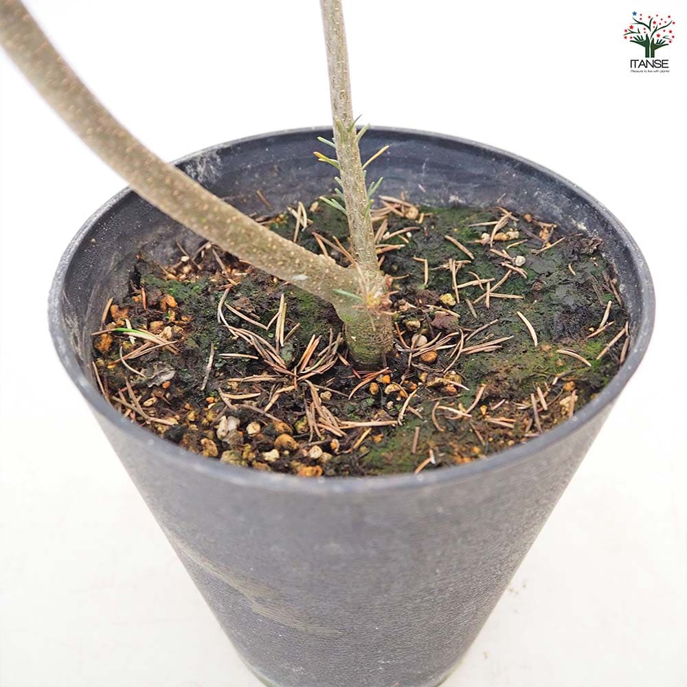 バンクシア リトルエリック 【 花木苗 5号 ／1個売り 】｜ 【植物の