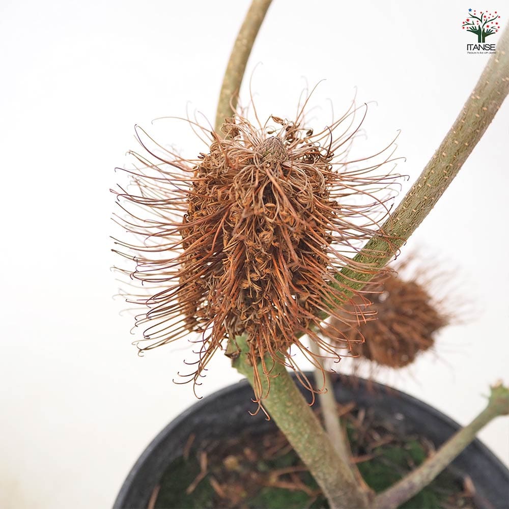 バンクシア リトルエリック 【 花木苗 5号 ／1個売り 】｜ 【植物の