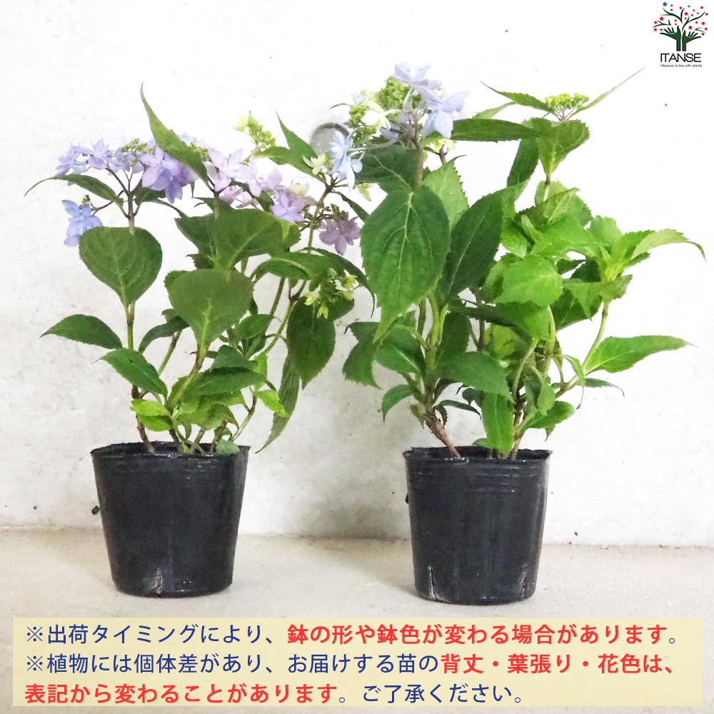 山アジサイの苗 品種：石鎚の光(イシヅチノヒカリ)【花苗 3号ポット／1