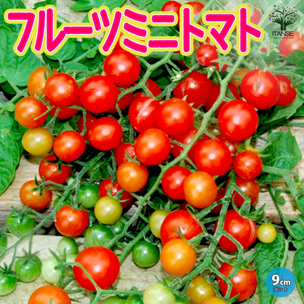 フルーツミニトマトの苗2個～【9cmポット自根苗】