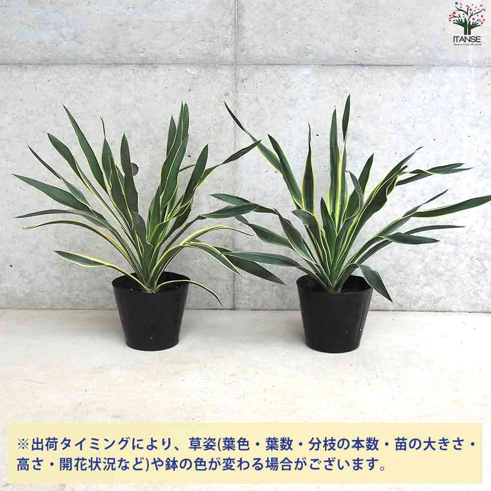 観葉植物 斑入ユッカ バリエゲイティッド 【観葉植物 5号ポット