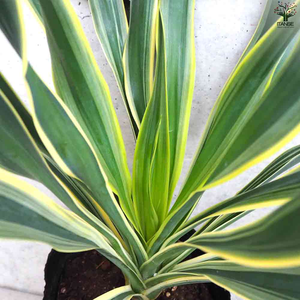 観葉植物 斑入ユッカ バリエゲイティッド 【観葉植物 5号ポット
