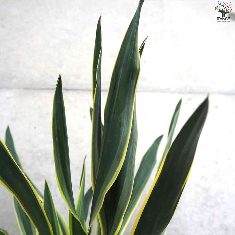 観葉植物 斑入ユッカ バリエゲイティッド 【観葉植物 5号ポット