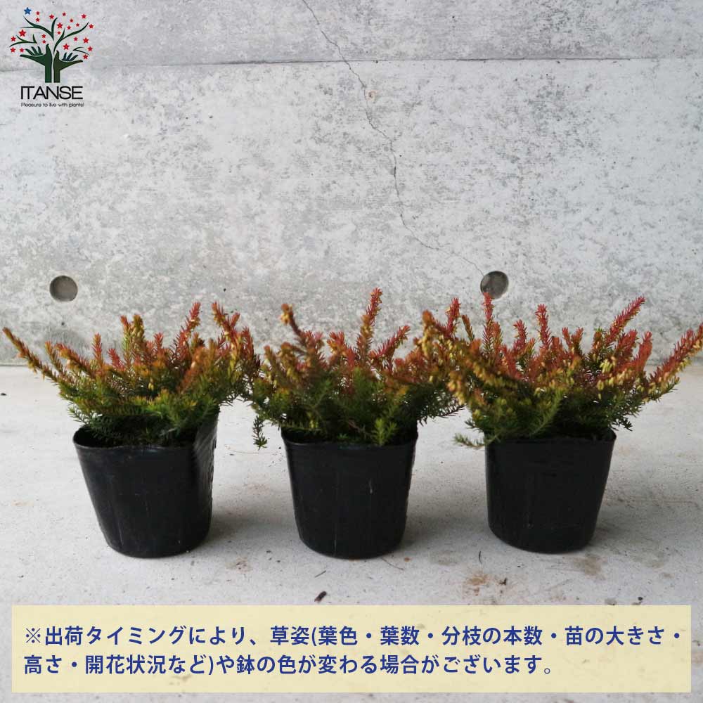 超希少ウリハダカエデ「メタリックゴールド」接木7号ポット苗 超希少