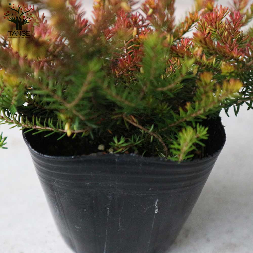 エリカ ダーリエンシス エバーゴールド【花苗 9cmポット苗】｜ 【植物