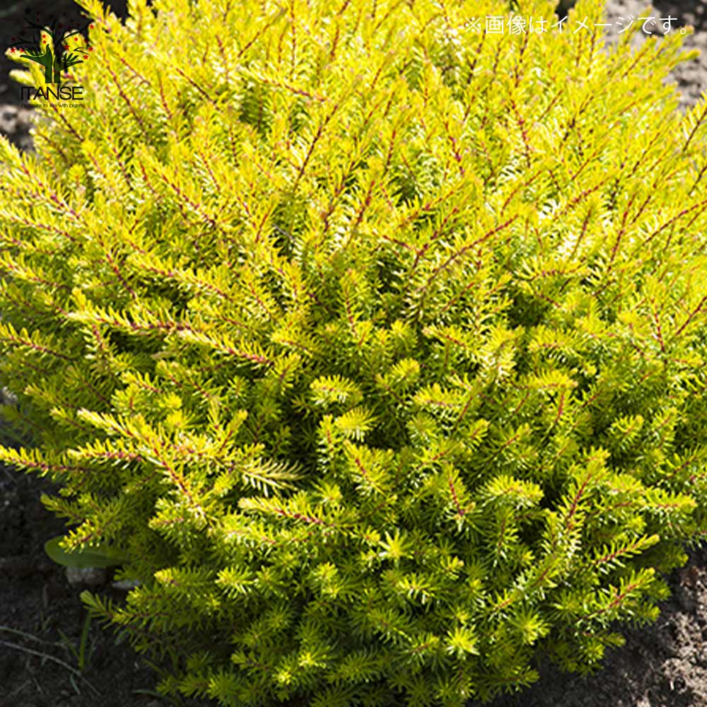 エリカ ダーリエンシス エバーゴールド【花苗 9cmポット苗】｜ 【植物